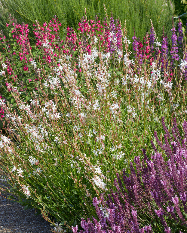 Gaura 'Whirling Butterflies'