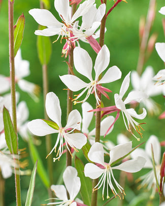 Gaura bare roots