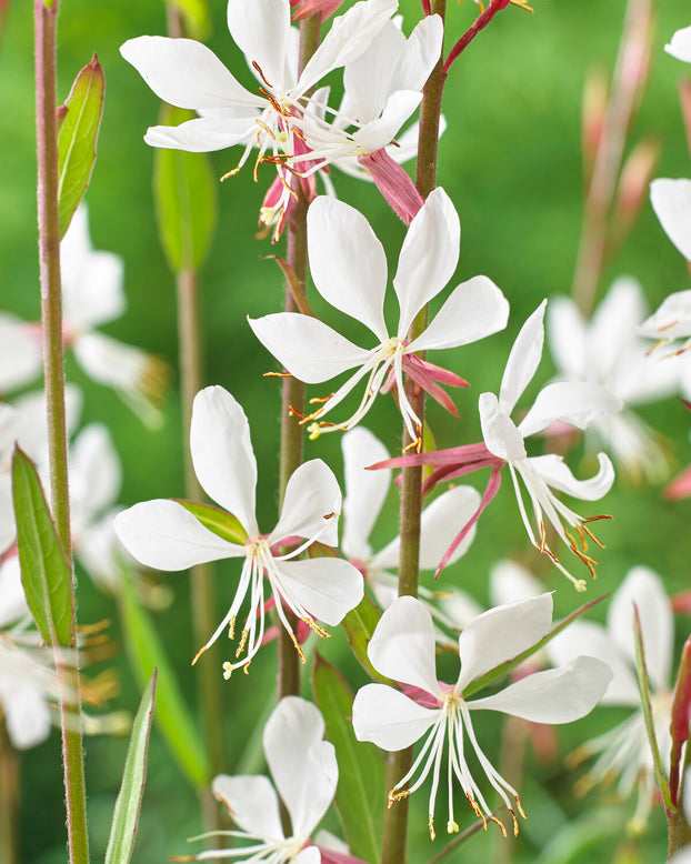 Gaura 'Whirling Butterflies'