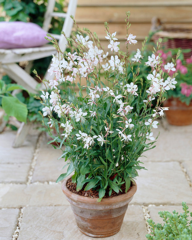 Gaura 'Whirling Butterflies'