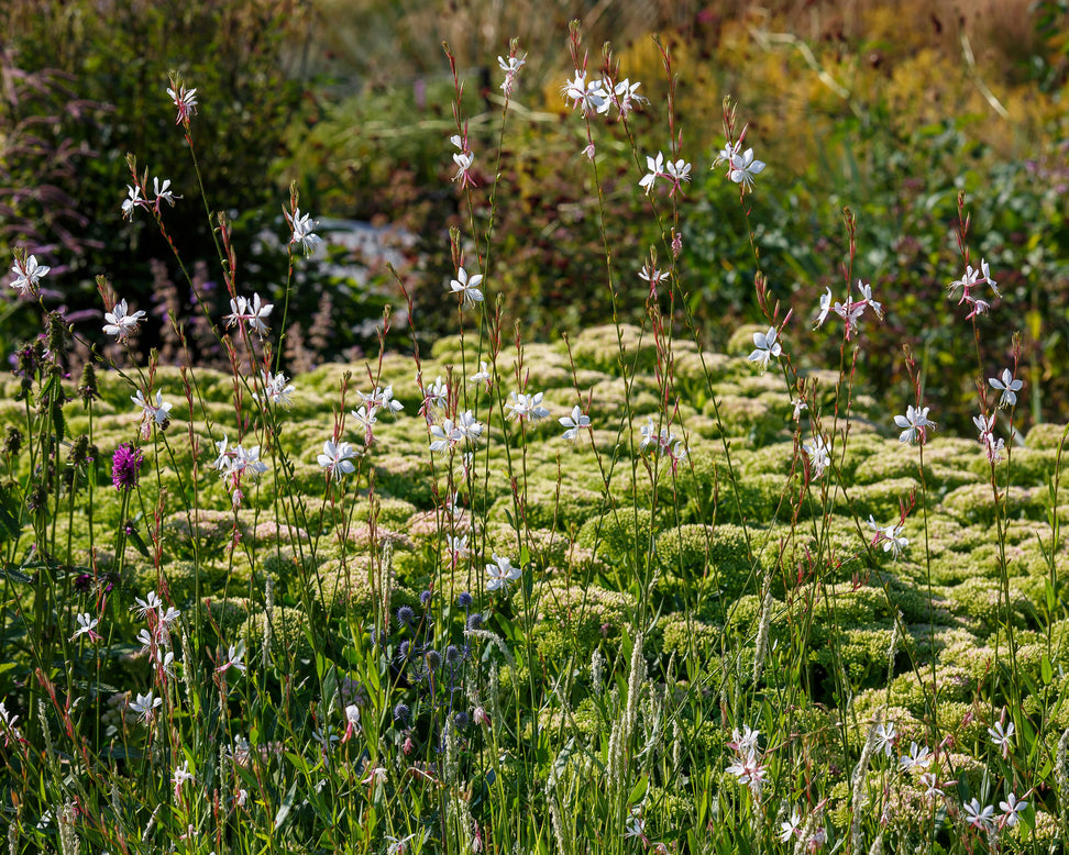 Gaura 'Whirling Butterflies'