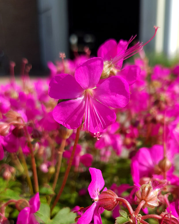 Geranium 'Intense'