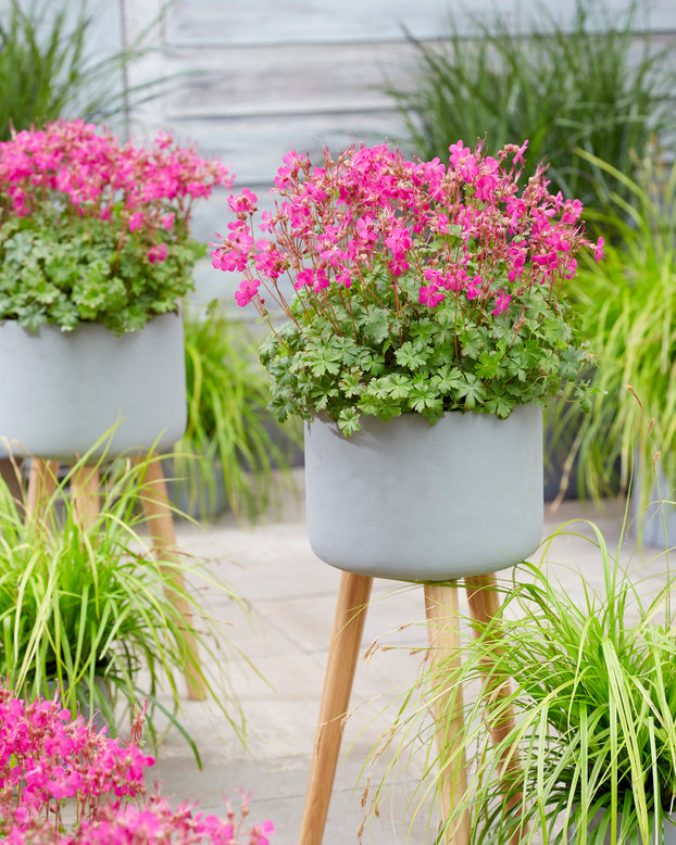 Geranium 'Intense'