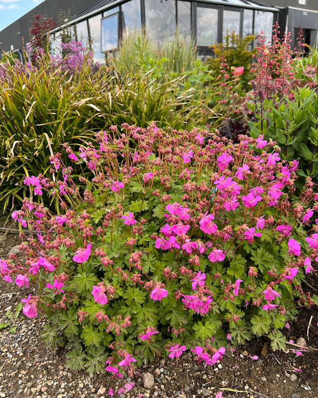 Geranium 'Intense'