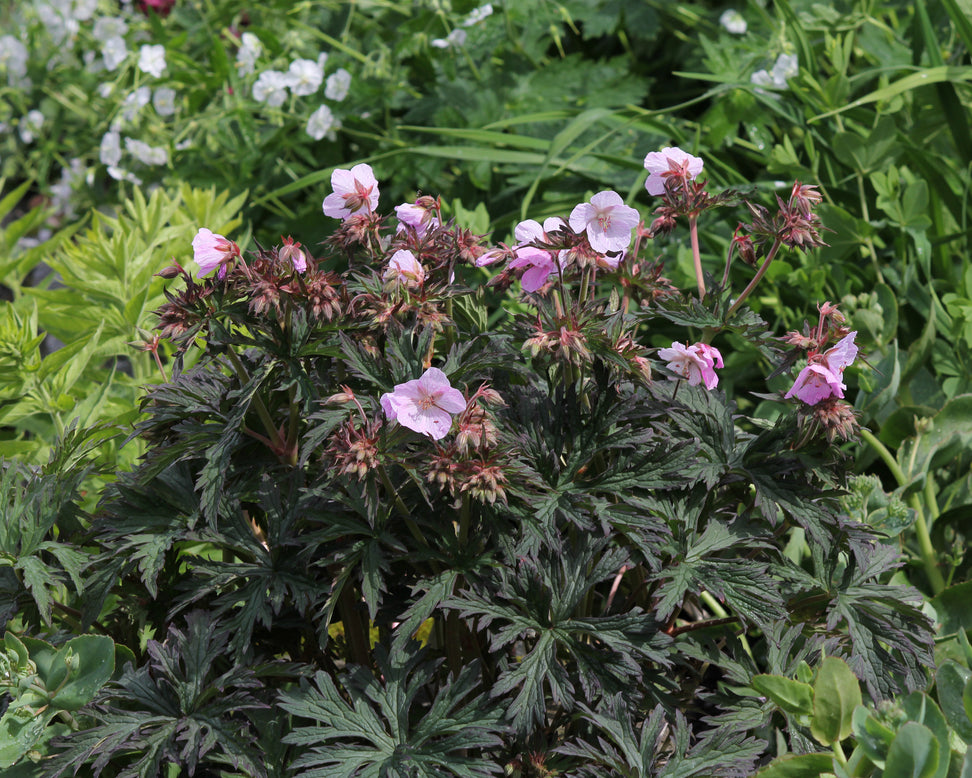 Geranium 'Pink Coffee'