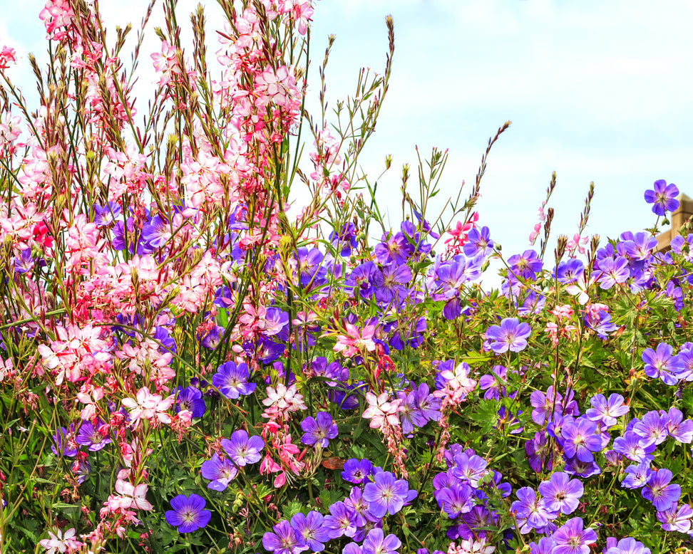 Geranium 'Rozanne'