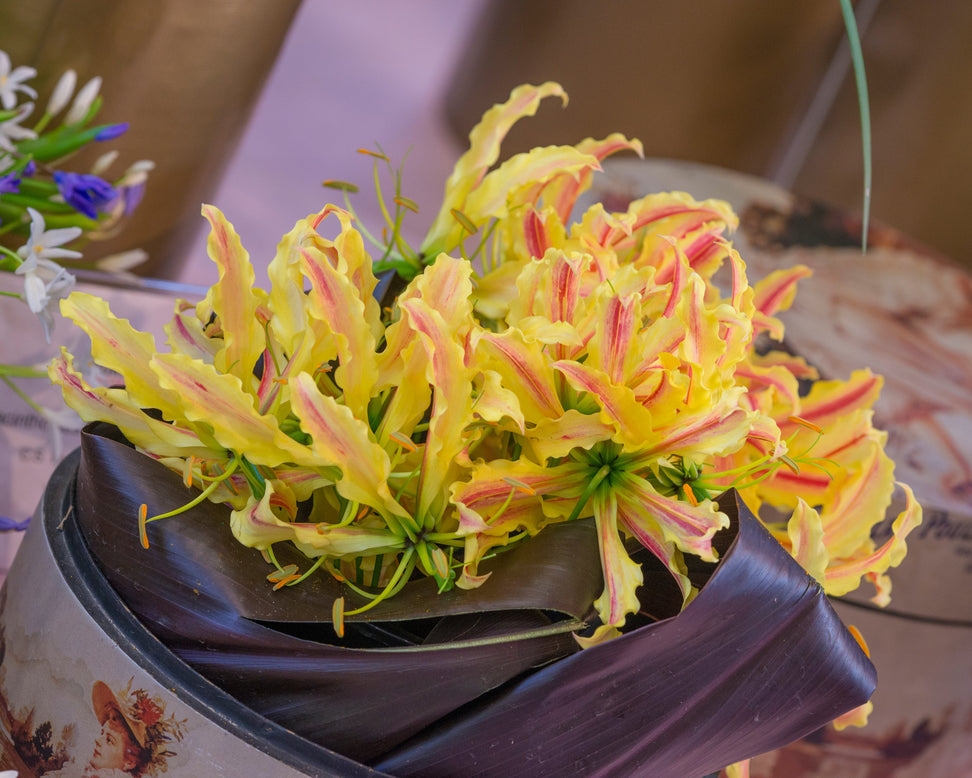 Gloriosa 'Sparkling Stripe'