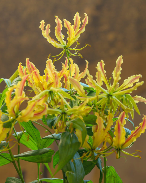 Gloriosa 'Sparkling Stripe'