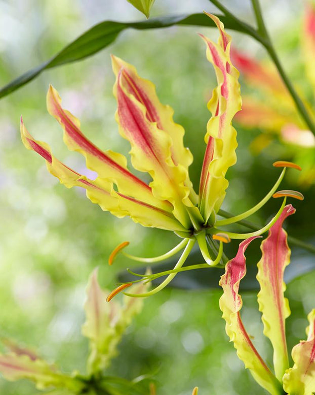 Gloriosa 'Sparkling Stripe'