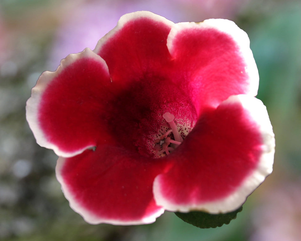 Gloxinia 'Kaiser Friedrich'