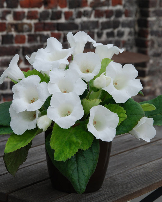 Gloxinia 'Mont Blanc'