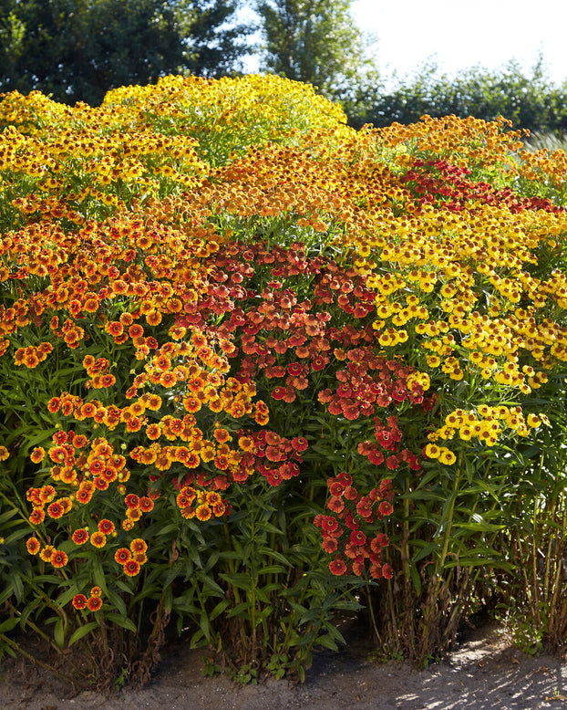 Helenium collection 'Paella'