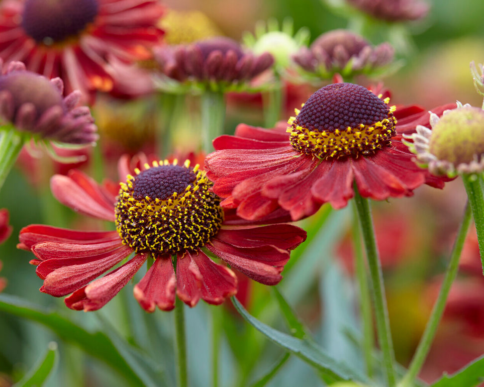 Helenium 'Siesta'