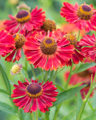 Helenium bare roots