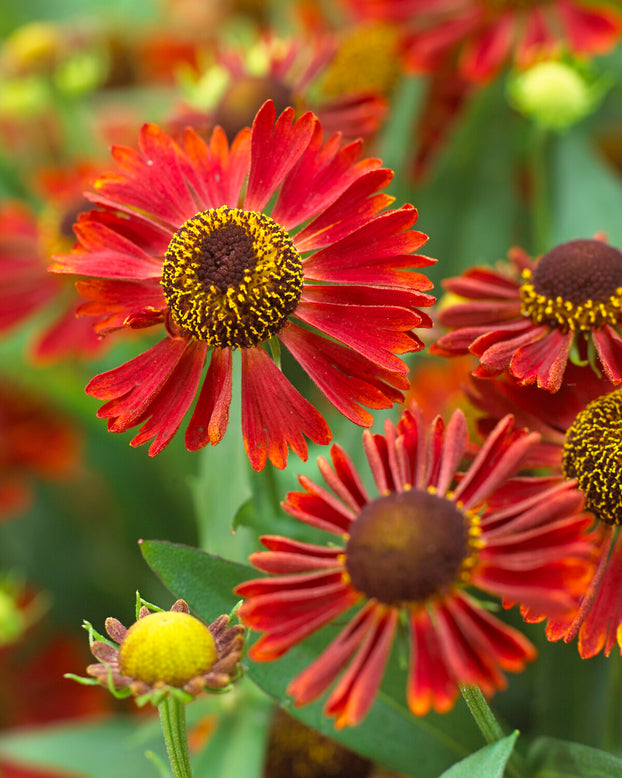 Helenium 'Siesta'