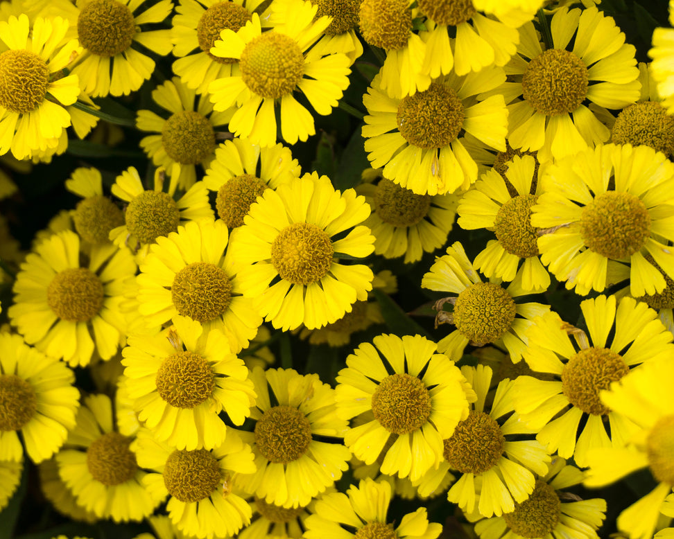 Helenium 'Sombrero'