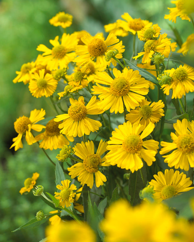 Helenium 'Sombrero'