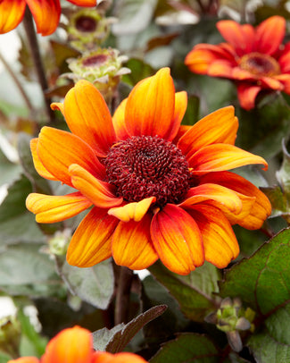 Heliopsis bare roots