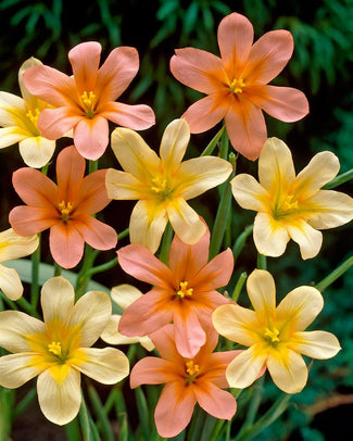 Homeria bulbs (Cape Tulips)