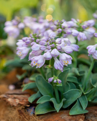 Miniature hostas