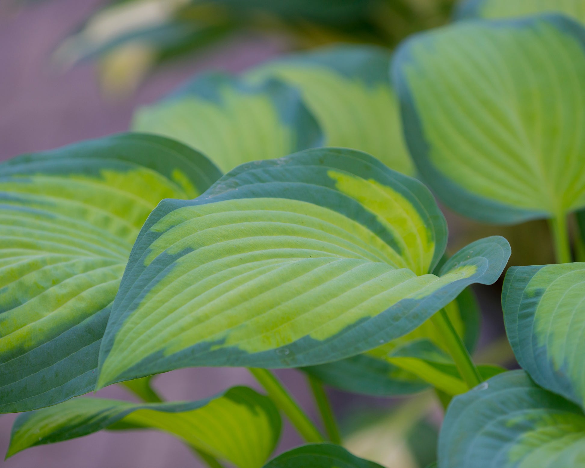 Hosta 'Paul's Glory' bare roots — Buy plantain lilies online at Farmer ...