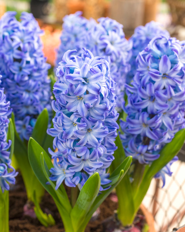 Hyacinth 'Aqua'