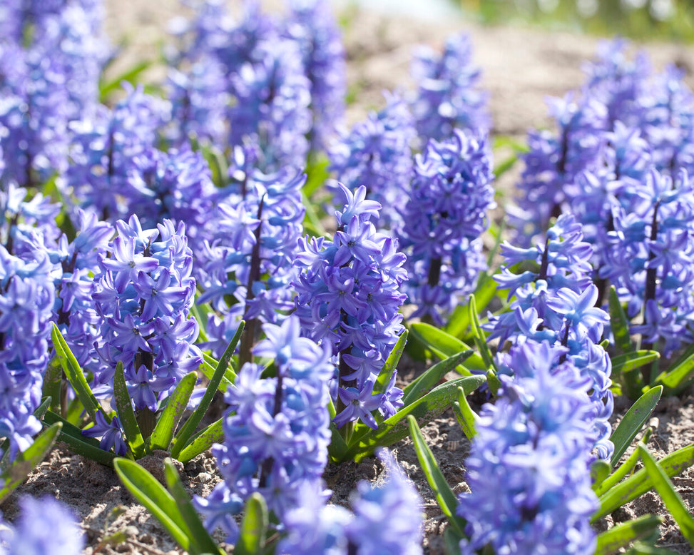 Hyacinth 'Aqua'