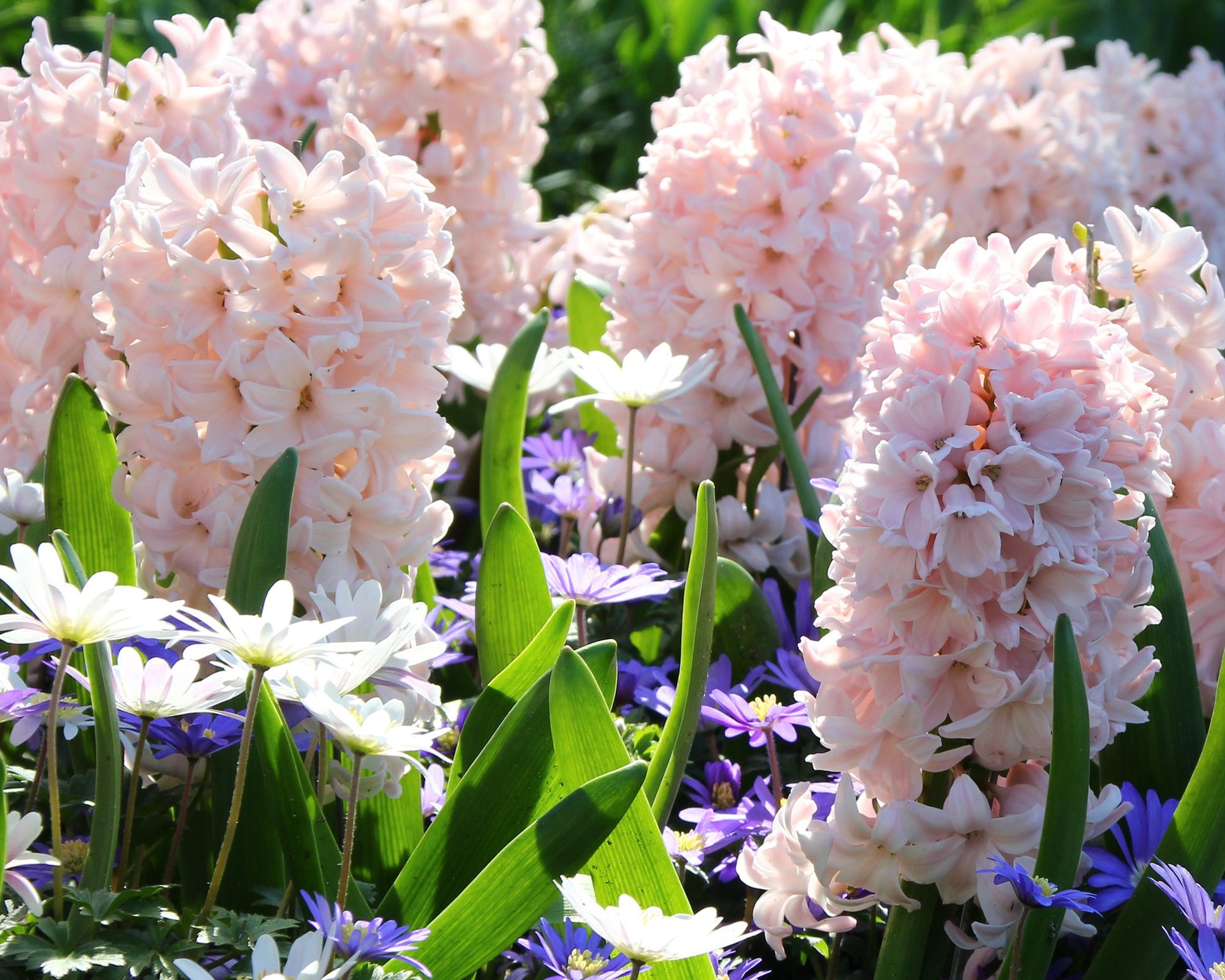 Hyacinth 'China Pink' bulbs — Buy online at Farmer Gracy UK