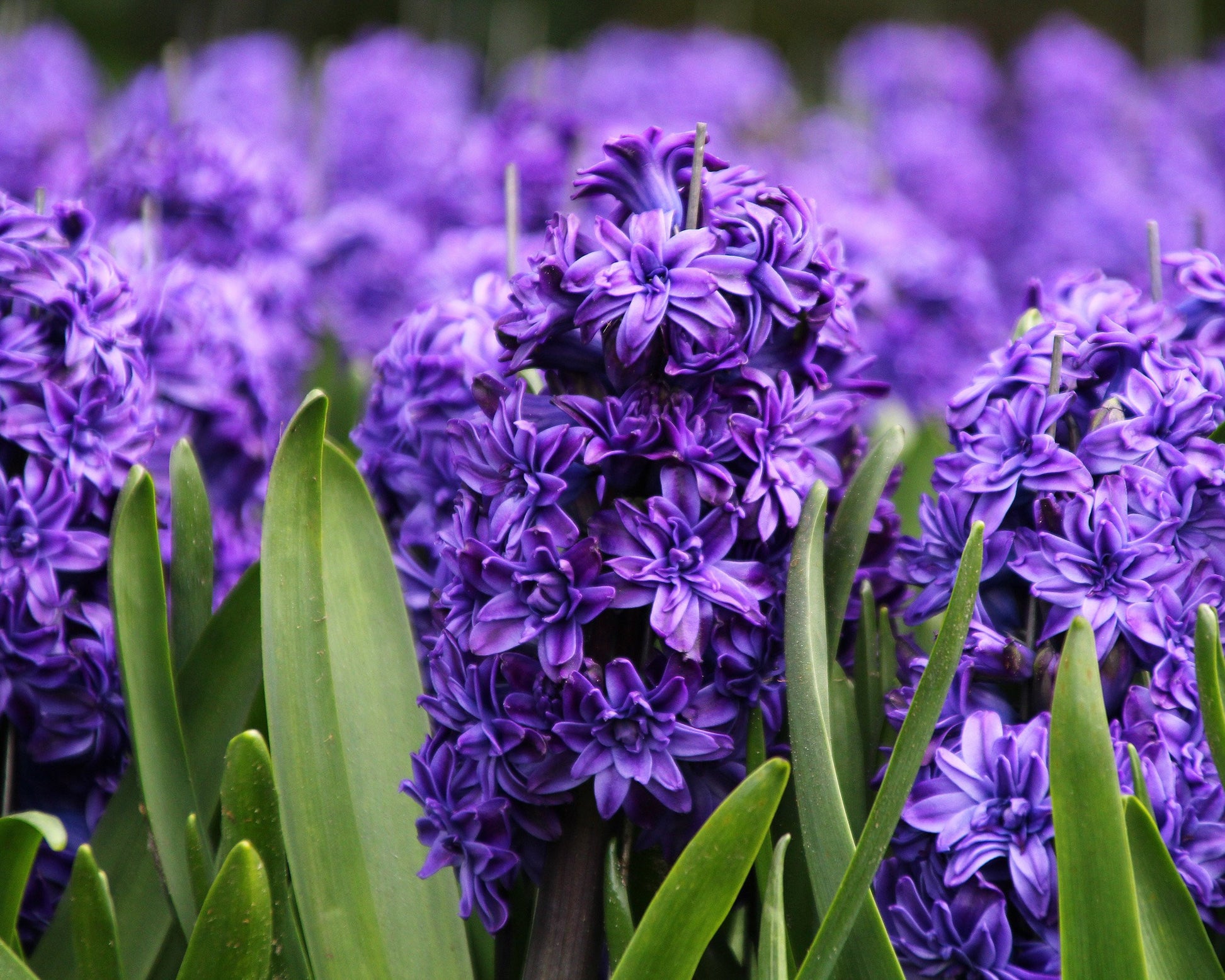 Hyacinth 'Royal Navy' bulbs — Buy online at Farmer Gracy UK