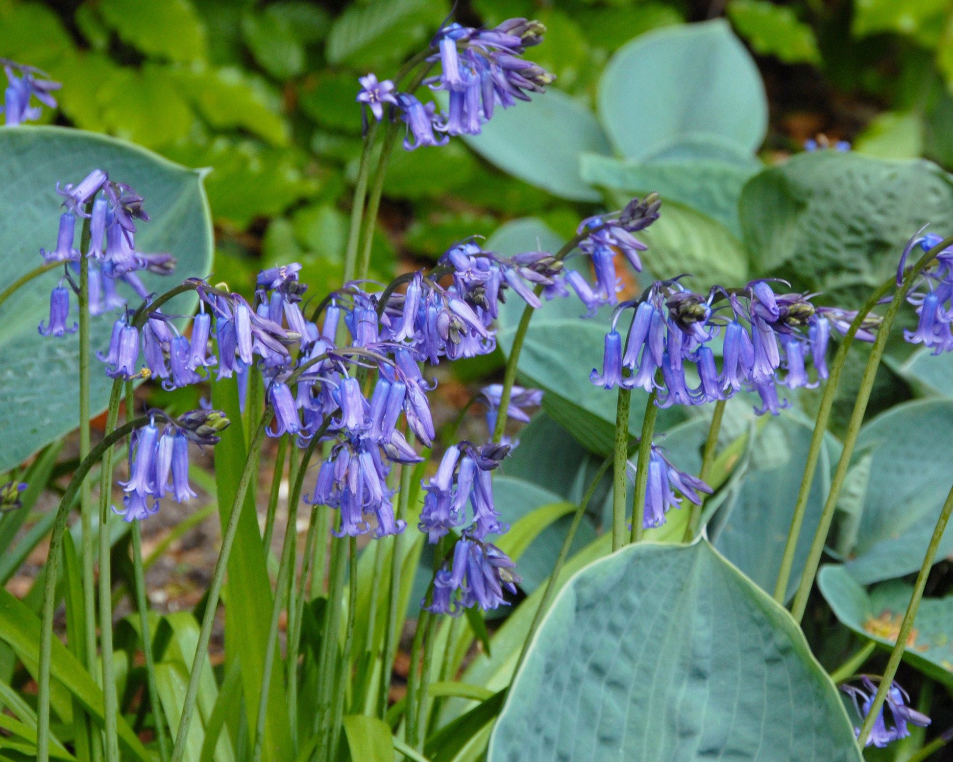 Hyacinthoides non-scripta bulbs — Buy 'Bluebells' online at Farmer Gracy UK