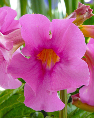 Incarvillea tubers (Hardy Gloxinia)