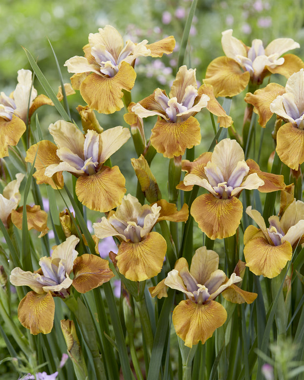 Iris 'Colonel Mustard'