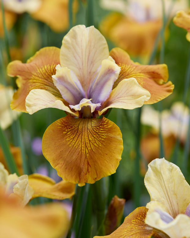 Iris 'Colonel Mustard'