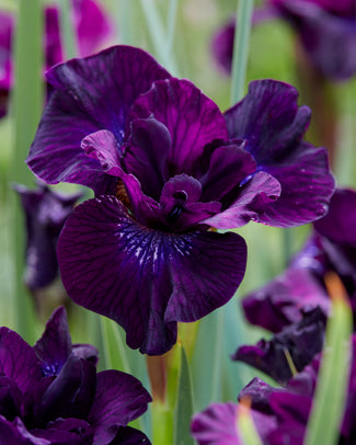 Siberian iris bare roots