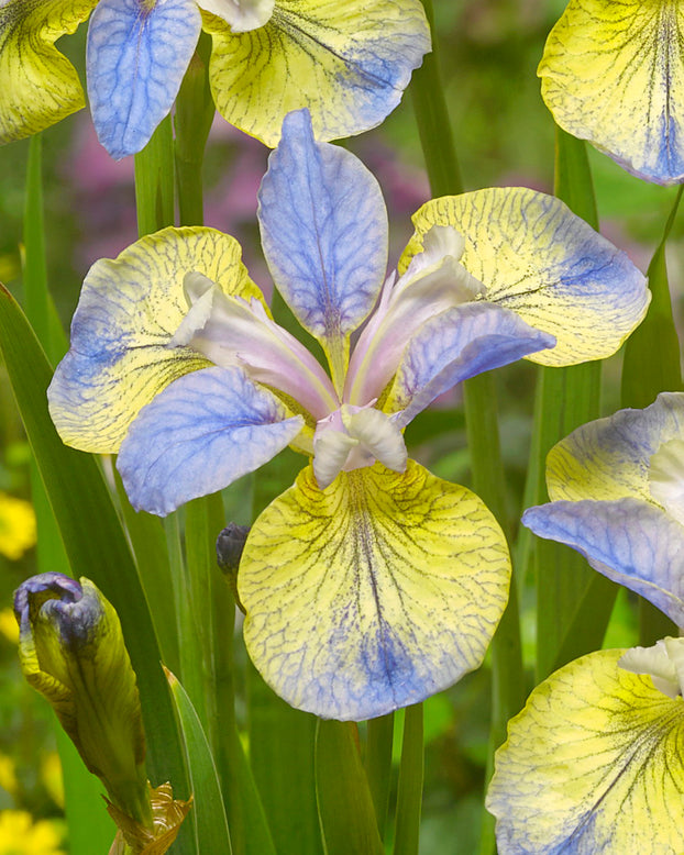 Iris 'Tipped in Blue'