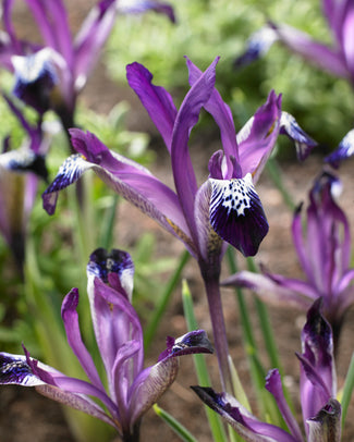 Dwarf iris bulbs