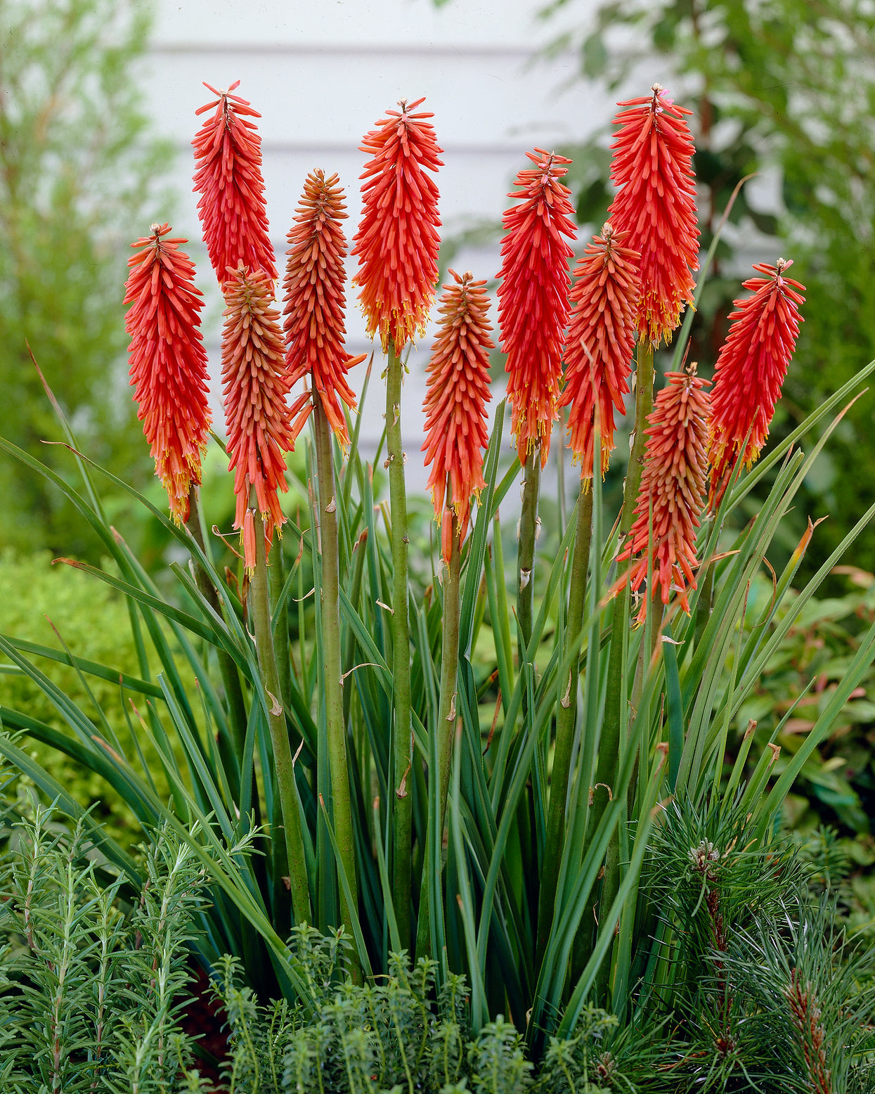 Kniphofia 'Nancy's Red' bare roots — Buy red hot poker online at Farmer ...