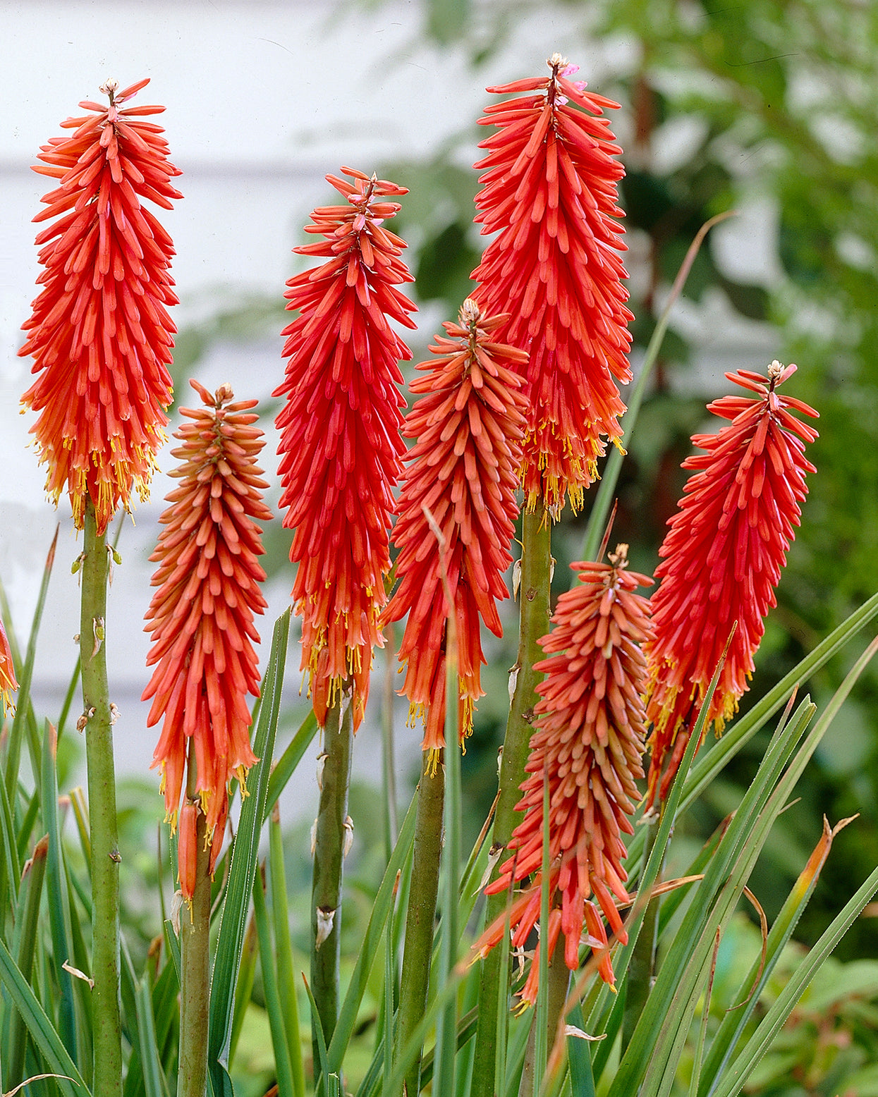 Kniphofia 'Nancy's Red' bare roots — Buy red hot poker online at Farmer ...