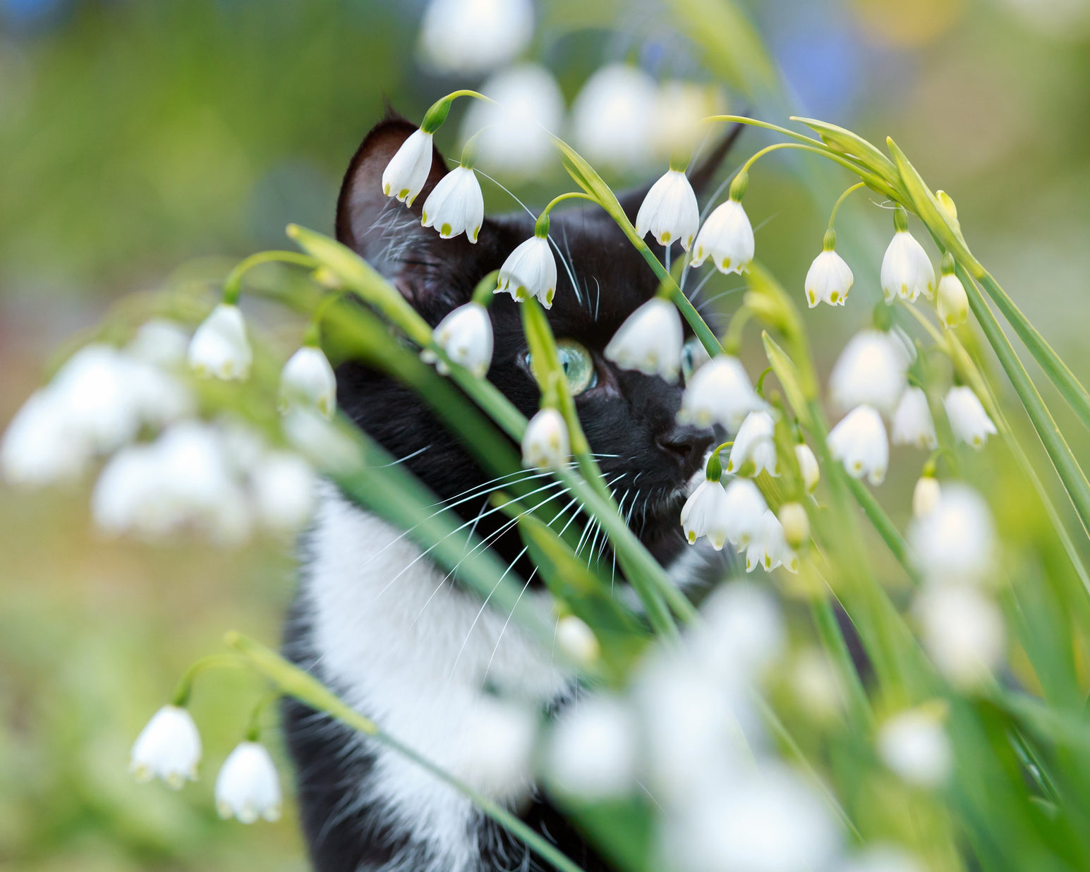 Leucojum aestivum