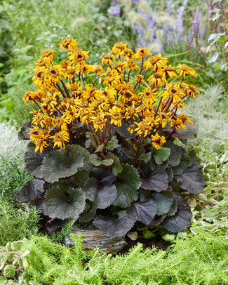 Ligularia bare roots