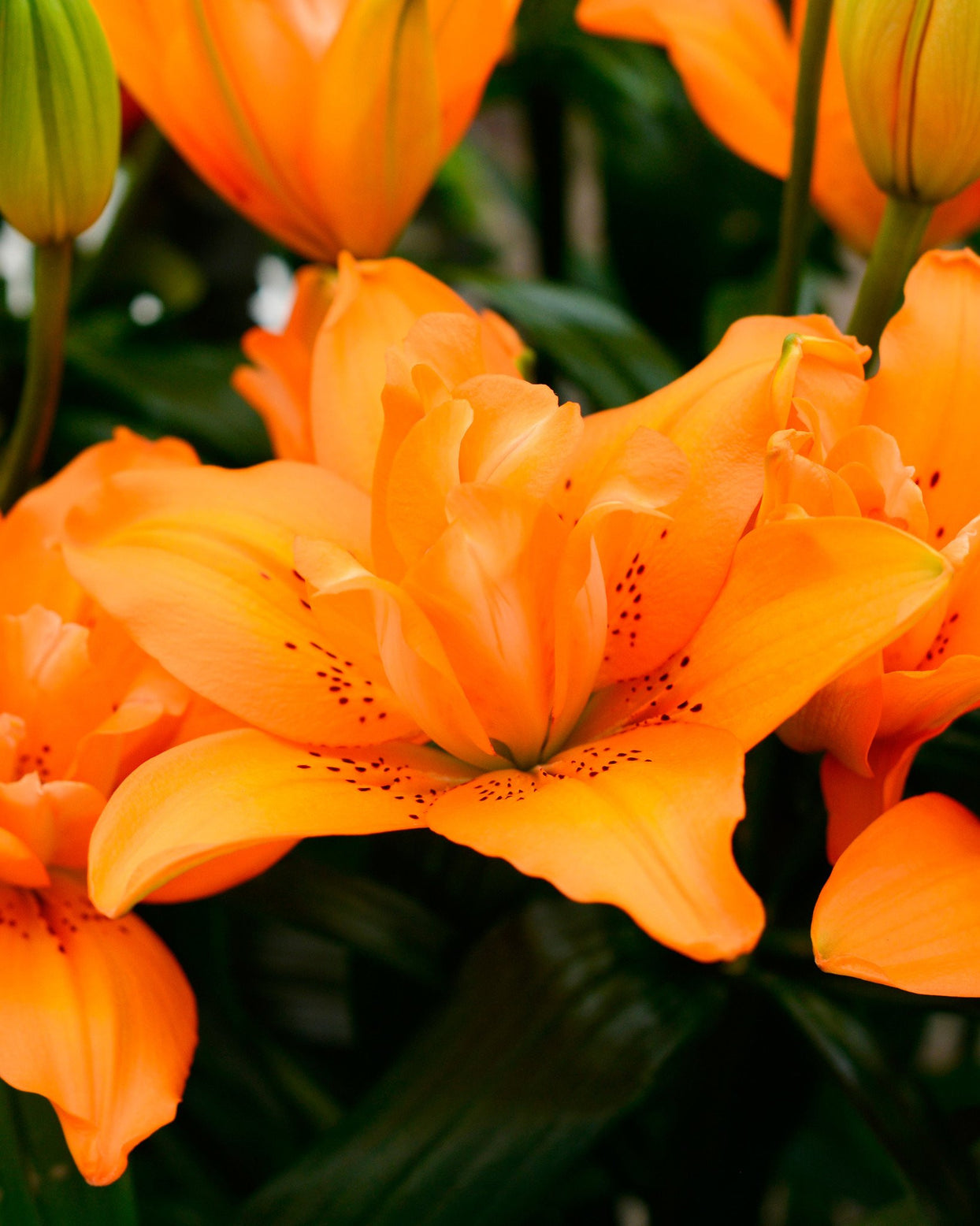 Lily 'Orange Twins' bulbs — Buy orange double lilies online at Farmer ...