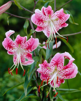 Lilium Speciosum Bulbs