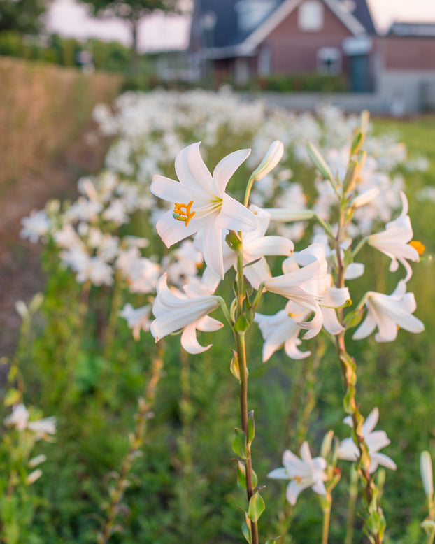 Lilium candidum