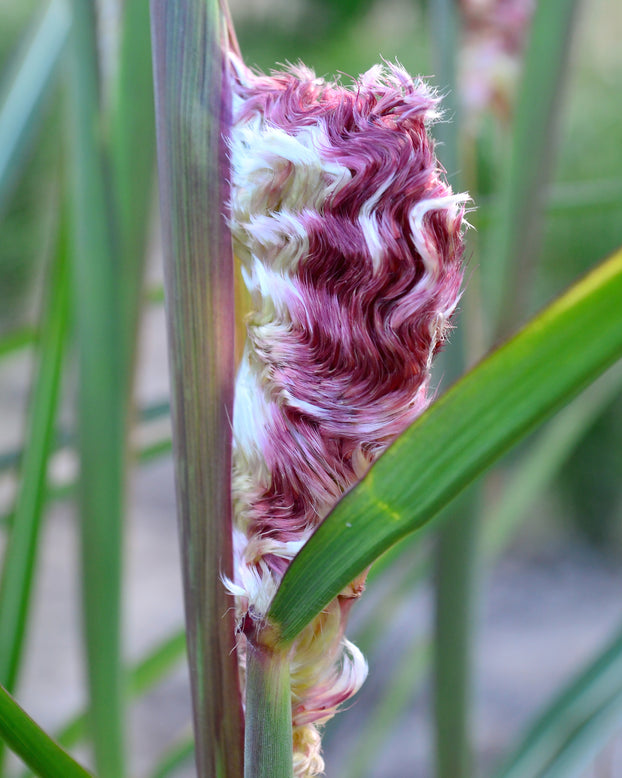 Miscanthus 'Boucle'