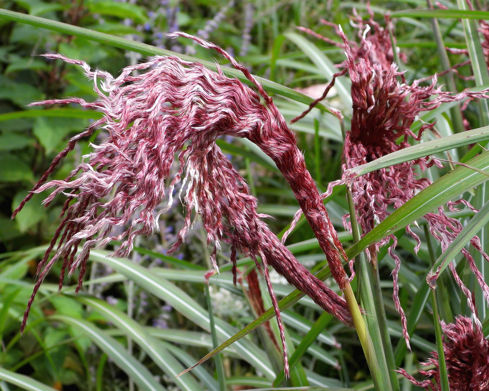 Miscanthus 'Boucle'