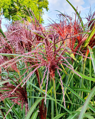 Miscanthus 'Boucle'