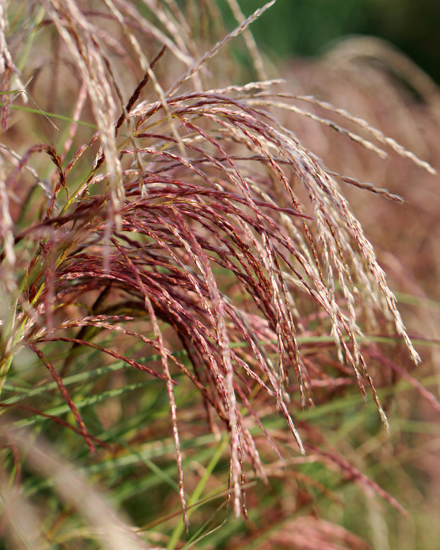 Miscanthus 'Pink Cloud'