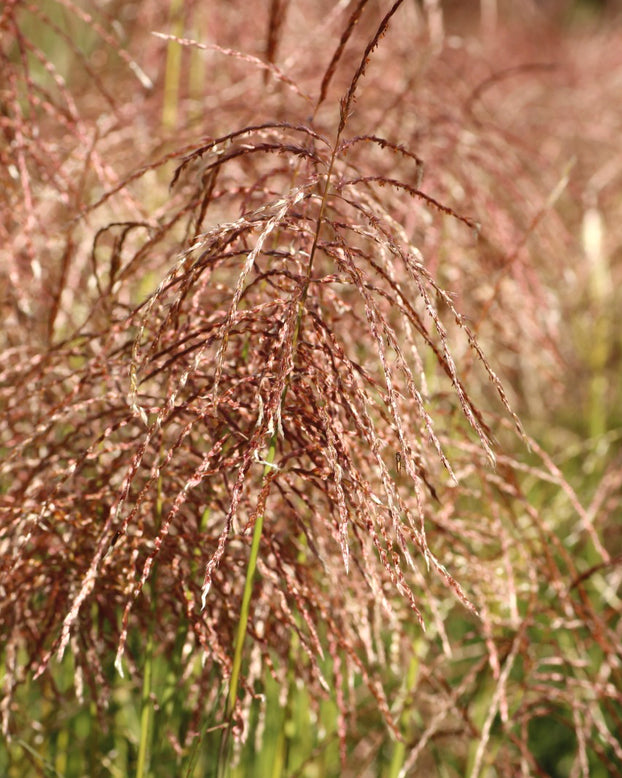 Miscanthus 'Pink Cloud'