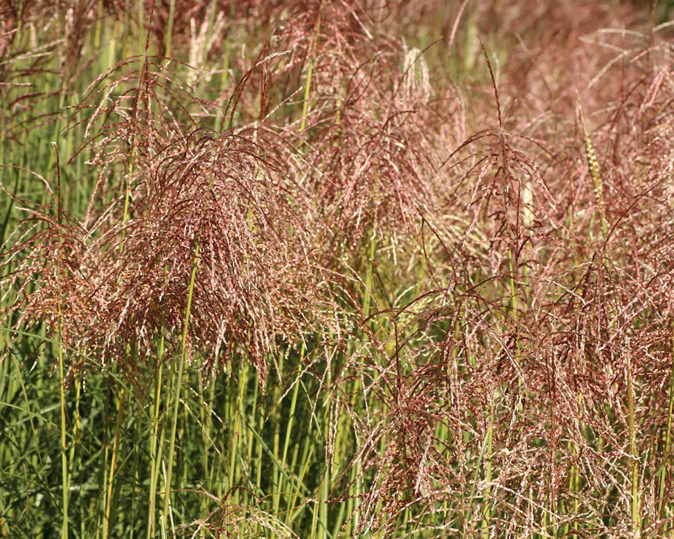 Miscanthus 'Pink Cloud'