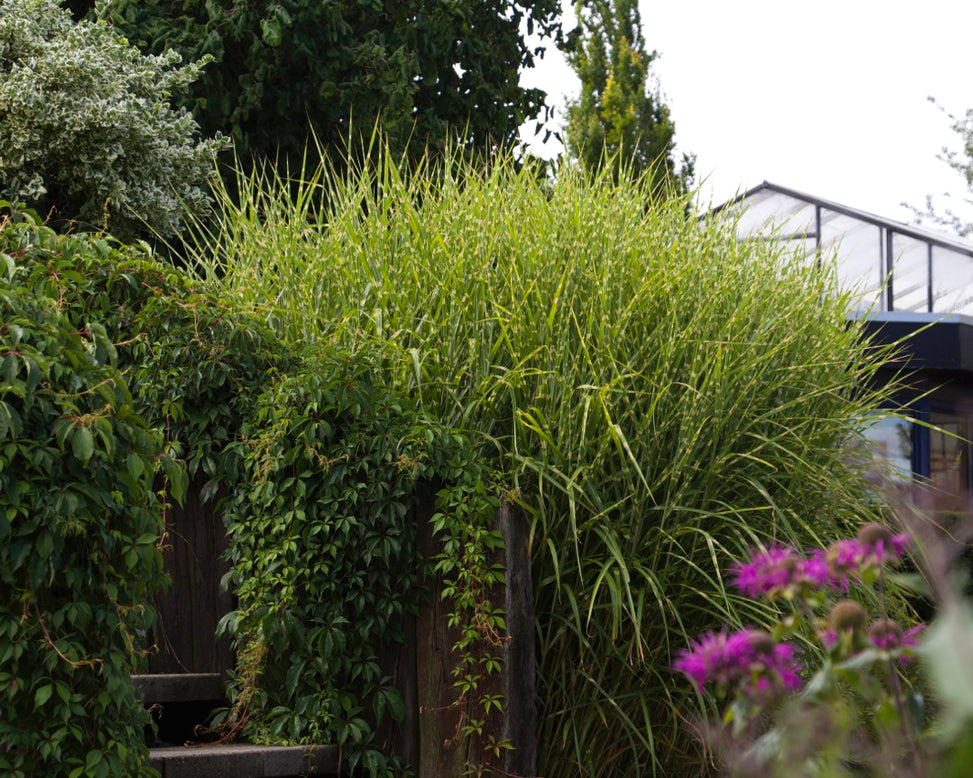 Miscanthus 'Strictus'